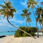Tropical beach with tall palm trees, white sand, and turquoise sea under a bright blue sky; sundecks/huts in the distance.